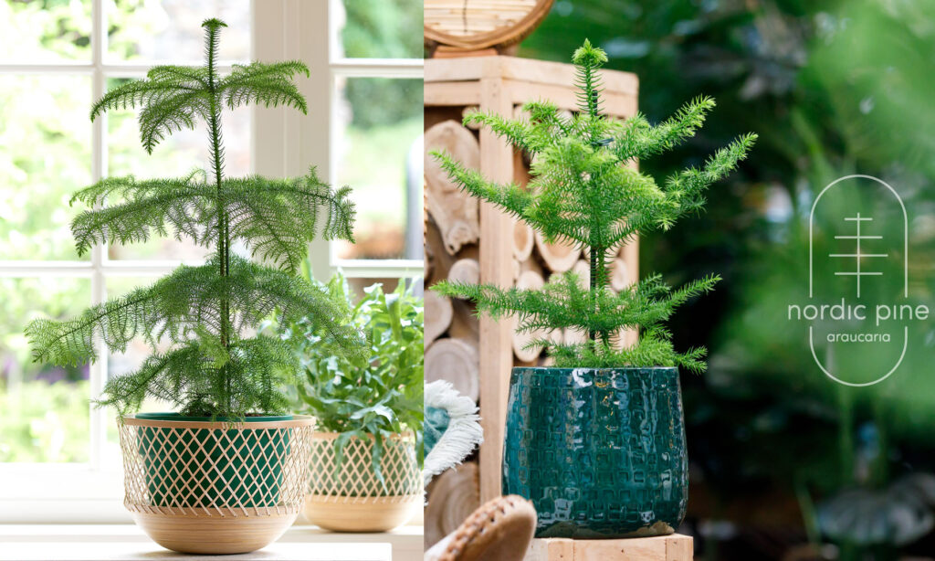 JK Plant Nordic Pine
