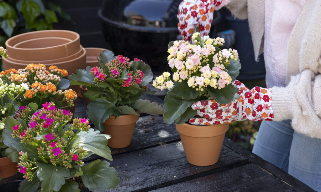 Kalanchoë Gardenlina