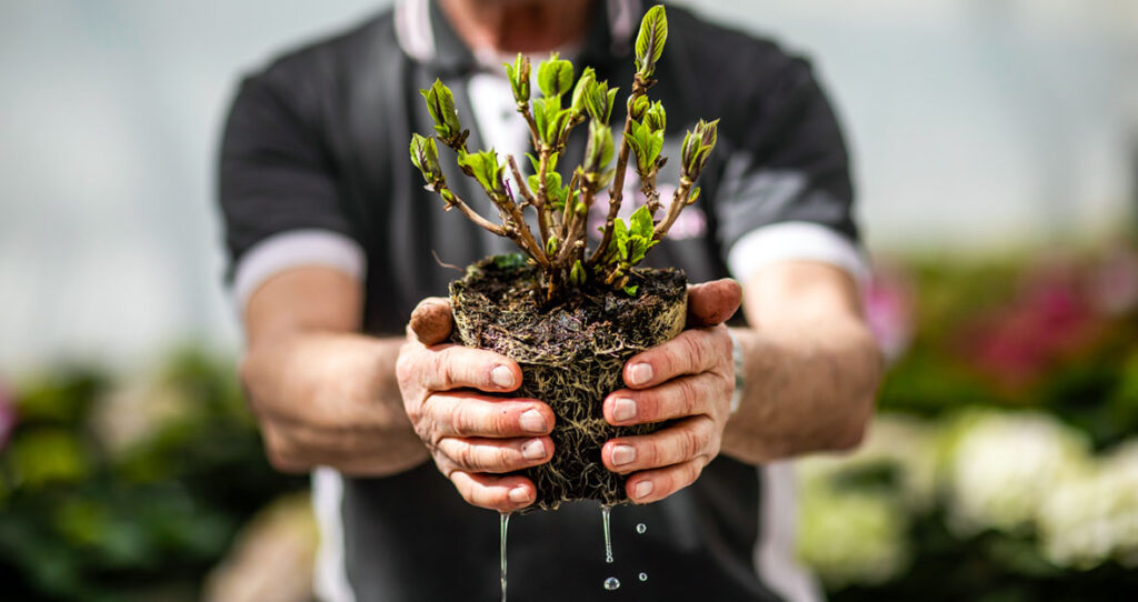 HiBreeding halfwas plant