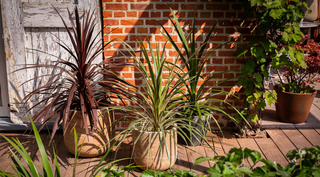 FlorAmor Cordyline