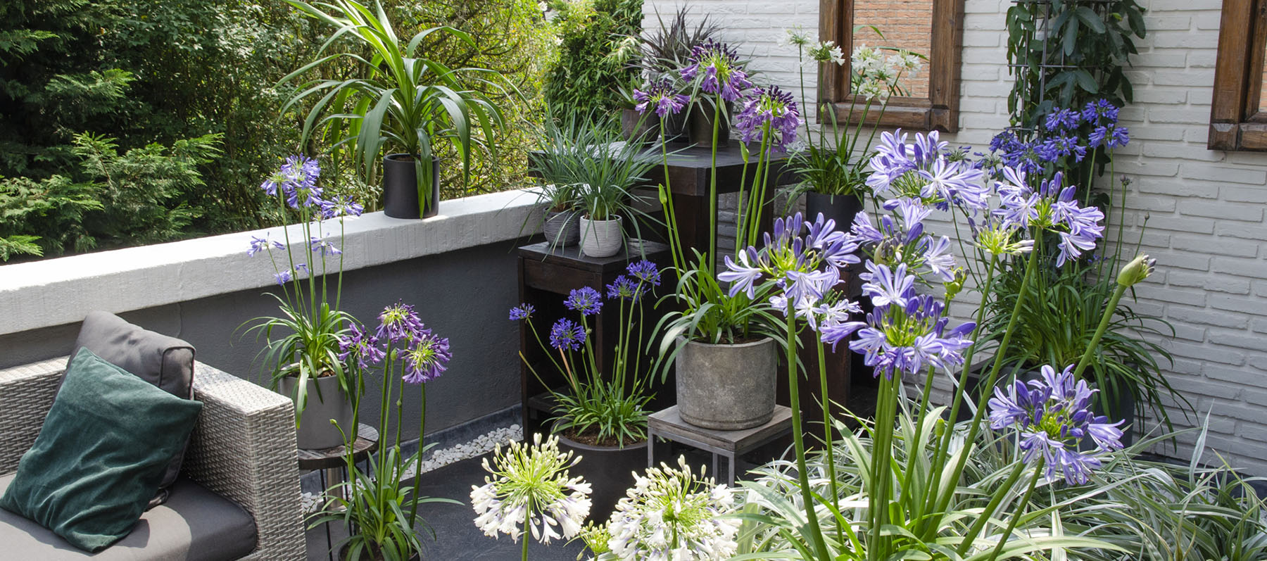 Agapanthus Hoogeveen