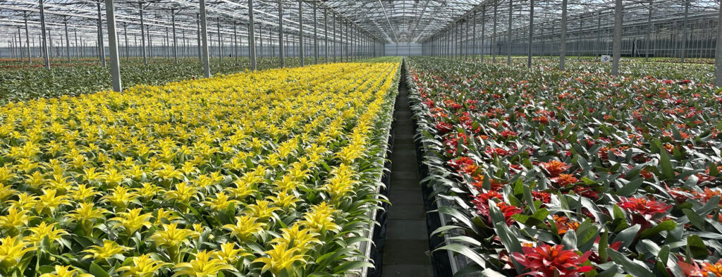 Bromelia Specialist