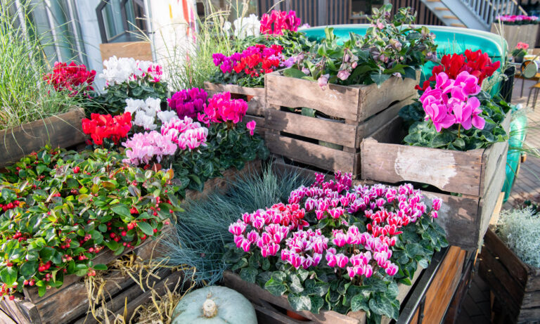 Coole Cyclamen Floréac