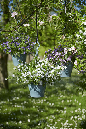 Campanula Addenda Adansa