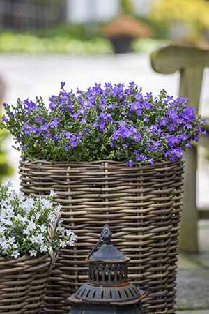 Campanula Ocean