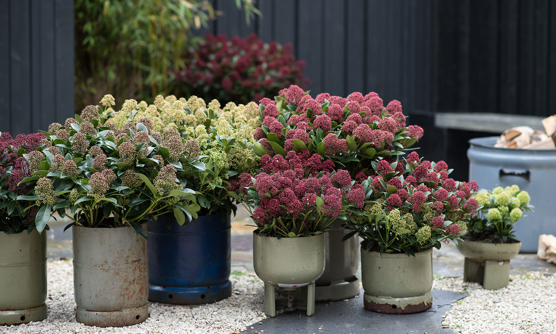 Skimmia