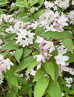 Deutzia gracilis
