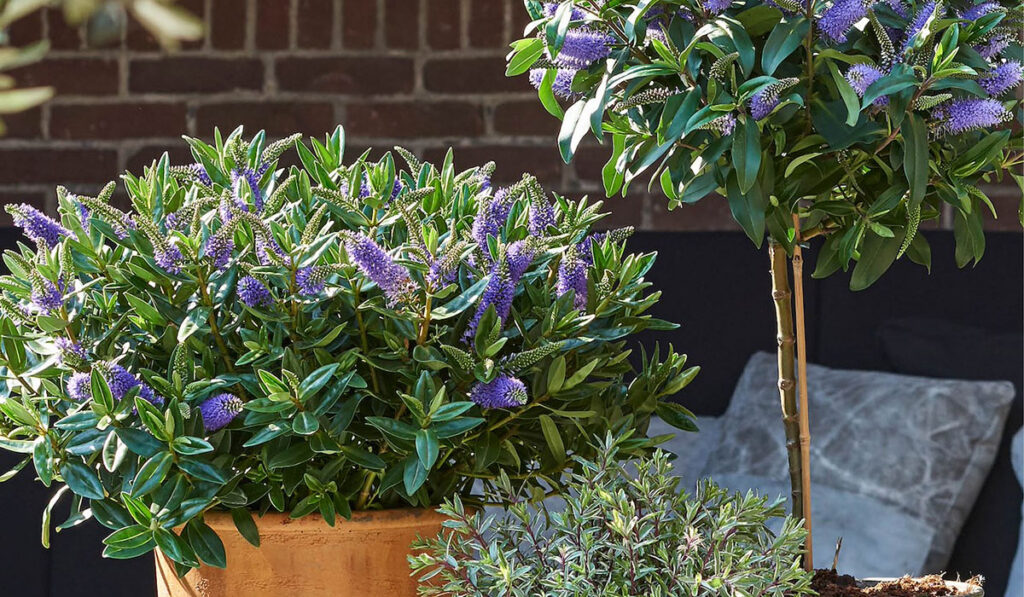 Hebe All Blooms