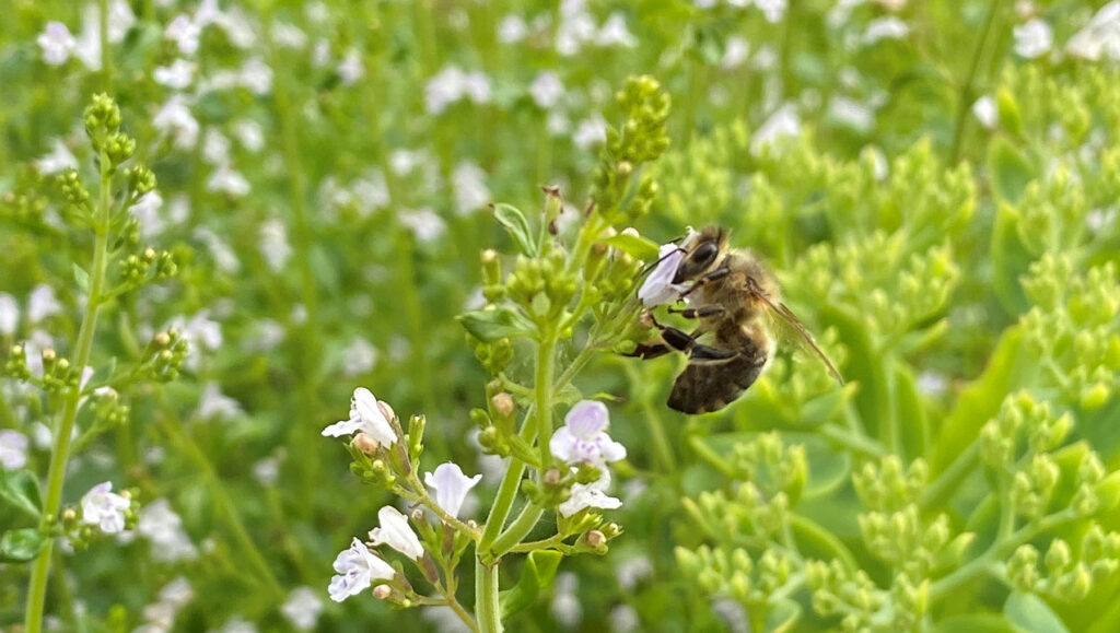 Bees