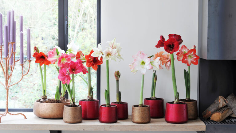 Amaryllis