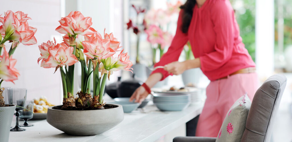 Amaryllis