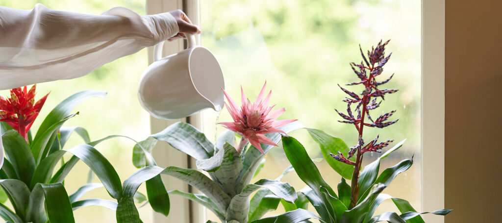 Photoshoot Bromelia 2024 verzorging bromeliad guzmania