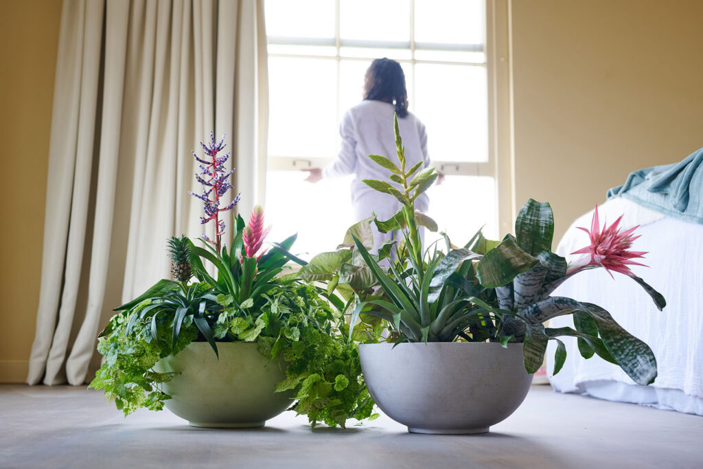Photoshoot Bromelia 2024 model bromeliad bowl 1: Ananas (pineappple) aechmea vriesea bowl 2: tillandsia aechmea
