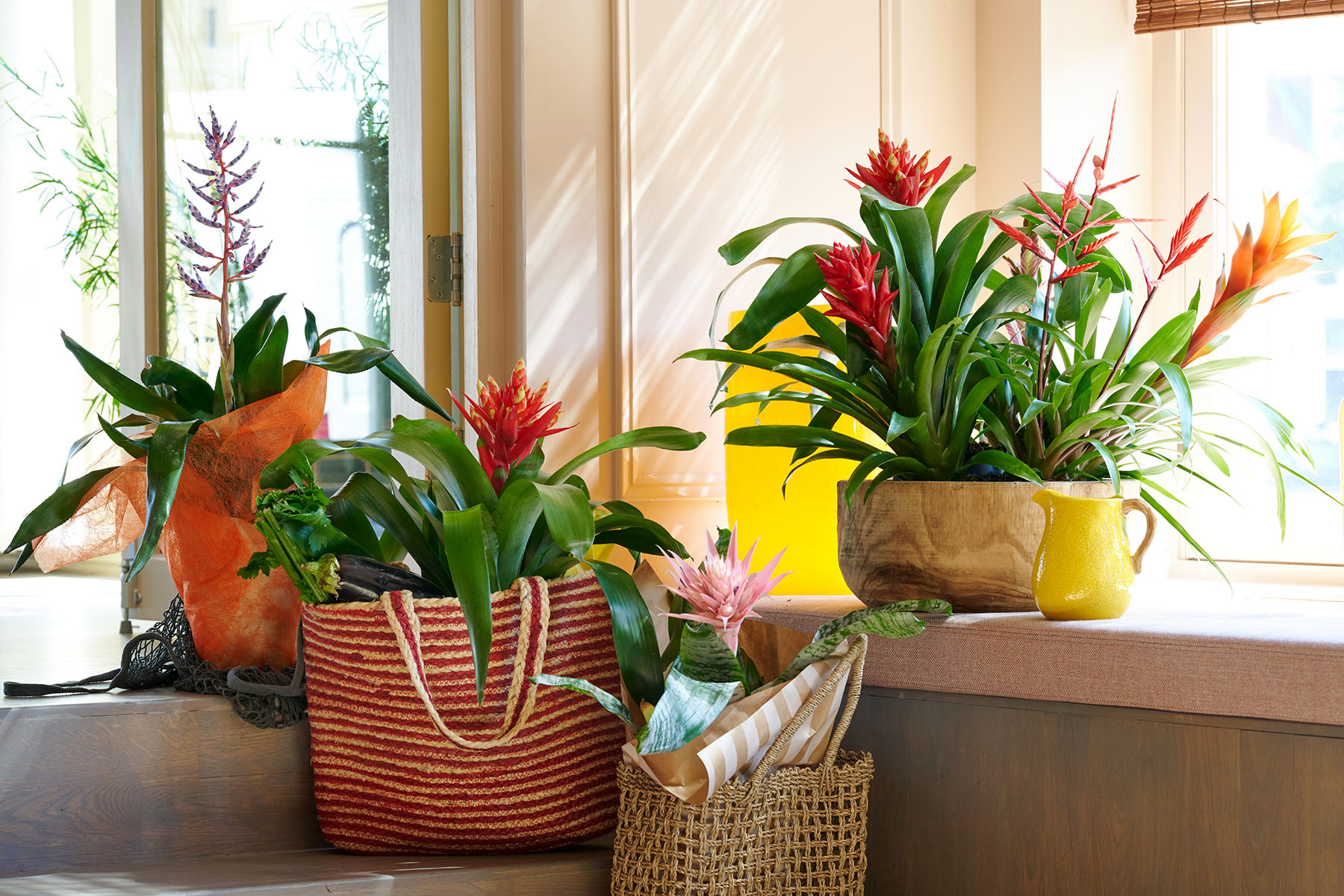 Photoshoot Bromelia 2024 bromeliad aechmea, guzmania, vriesea